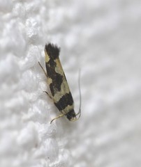 Macrobathra arrectella