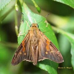 Aguna asander asander