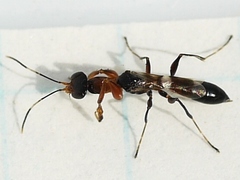 Dryinus alatus