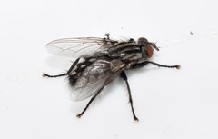 Sarcophaga variegata
