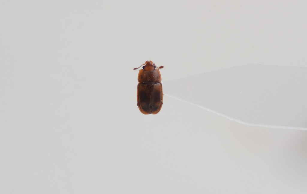 Epuraea fuscicollis