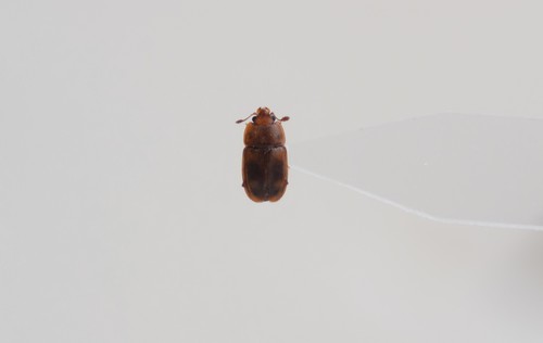 Epuraea fuscicollis