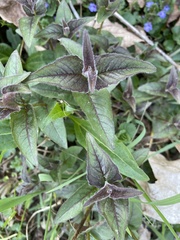 Monarda bradburiana