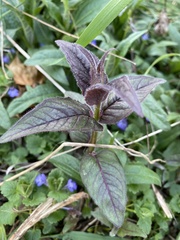 Monarda bradburiana