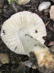 Russula vinacea