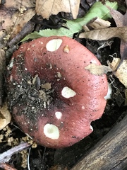 Russula vinacea