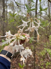 Rhododendron alabamense