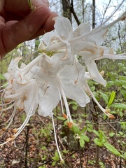 Rhododendron alabamense