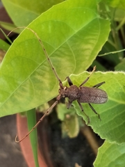 Stromatium longicorne