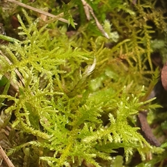 Thuidiopsis sparsa