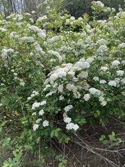 Spiraea cantoniensis