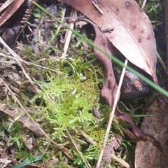 Thuidiopsis sparsa