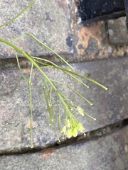Sisymbrium irio