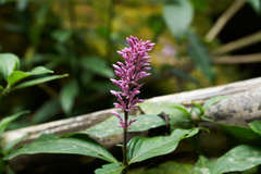 Odontonema callistachyum