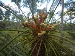 Cycas orientis