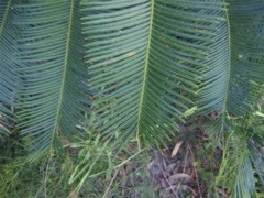 Cycas orientis