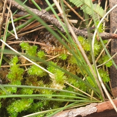 Ptychomnion aciculare