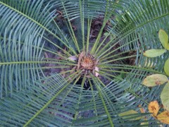 Cycas orientis