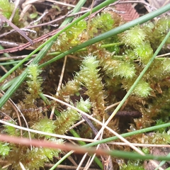 Ptychomnion aciculare