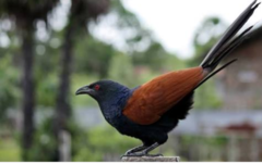 Greater Coucal photo 2