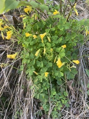 Oxalis colorea