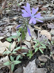 Phlox divaricata divaricata