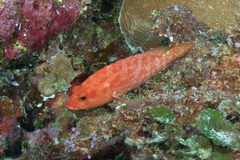 Cephalopholis spiloparaea