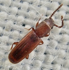 Leptophloeus clematidis