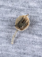 Rhopalomyia obovata