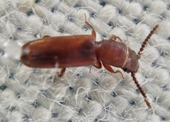 Leptophloeus clematidis