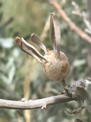Rhopalomyia obovata