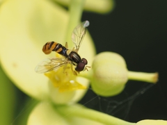 Sphaerophoria rueppellii