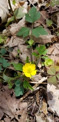 Ranunculus multifidus