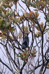 Oreothlypis gutturalis