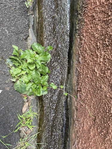 Anredera cordifolia image