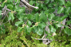 Lonicera arborea