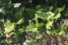 Epipremnum aureum