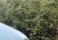 Abutilon grandifolium