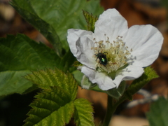 Hoplitis fulgida