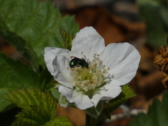 Hoplitis fulgida