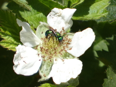 Hoplitis fulgida