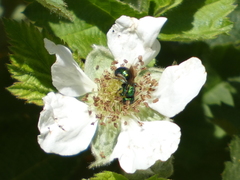 Hoplitis fulgida