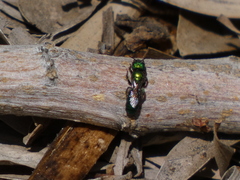 Hoplitis fulgida