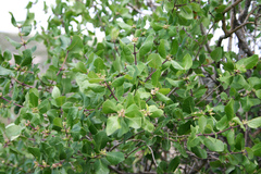 Lonicera arborea