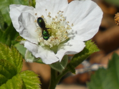 Hoplitis fulgida