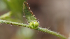 Plagiobothrys arizonicus