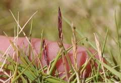 Zoysia matrella
