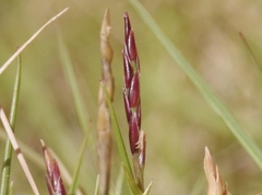 Zoysia matrella