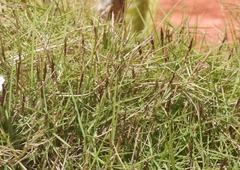 Zoysia matrella