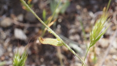 Plagiobothrys arizonicus